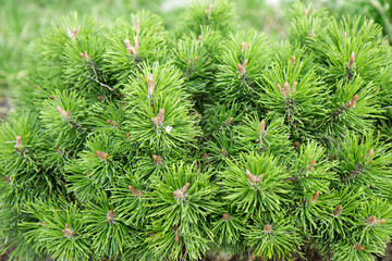 Background, texture green. Young needles are bright green.