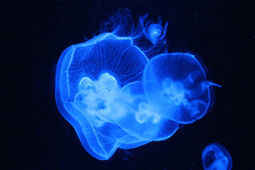 beautiful big blue jellyfish on a black background