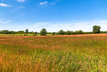 Fototapeta premium autumn nature in the steppe part of Russia in summer