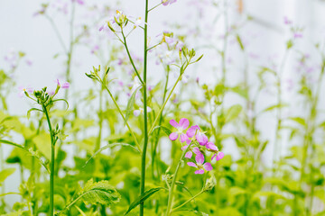 Close up colorful radish flower with green leaves in the spring
