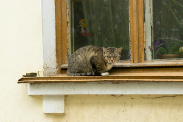 The cat sits on the windowsill of an old apartment building. A window in a poor residential area of a town or village.