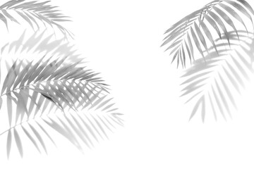 The shadow of the palm leaves black and white monochrome image.