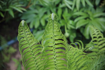 green fern leaves