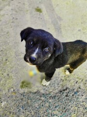 black and white dog