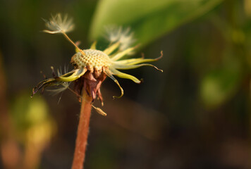 close up of a flower