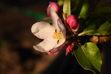 A blooming apple tree in home garden