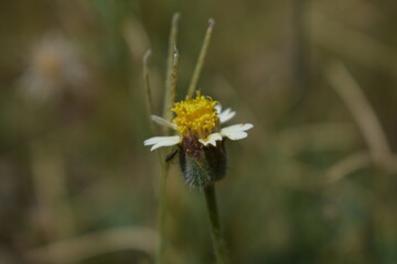Tridax procumbens, commonly known as coatbuttons or tridax daisy, is a species of flowering plant in the daisy family. It is best known as a widespread weed and pest plant. 
