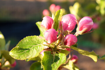A blooming apple tree in home garden