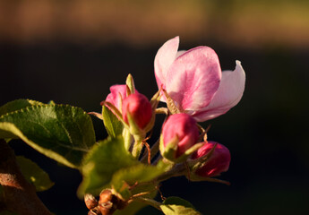 A blooming apple tree in home garden