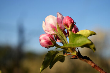 A blooming apple tree in home garden