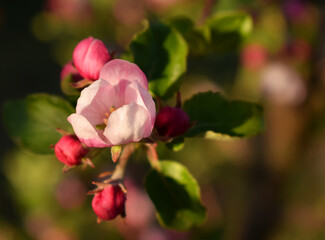 A blooming apple tree in home garden