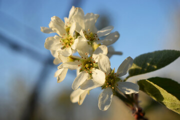 a blooming shadberry