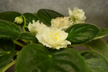 a blooming violet of home collection