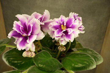 a blooming violet of home collection