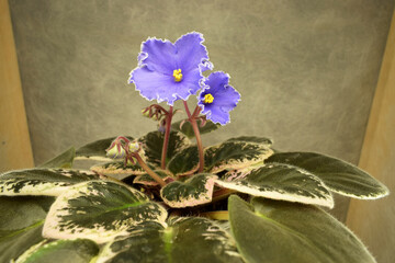 a blooming violet of home collection