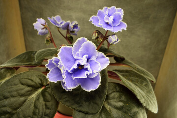 a blooming violet of home collection