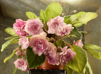a blooming violet of home collection
