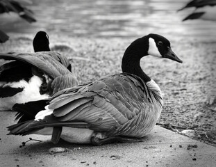 black and white goose
