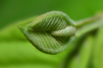 Guava Leaf'Green Leaf