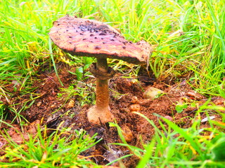 Wild mushroom in the grass