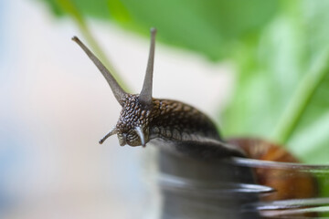 Garden snails. Large, medium and small. Close up on green leaves. Macro, concept, clean ecology.