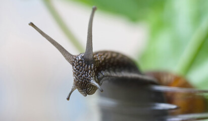 Garden snails. Large, medium and small. Close up on green leaves. Macro, concept, clean ecology.
