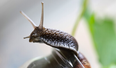Garden snails. Large, medium and small. Close up on green leaves. Macro, concept, clean ecology.