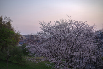 Obraz na płótnie Canvas 大阪豊中・日没後の島熊山緑地に咲く満開の桜