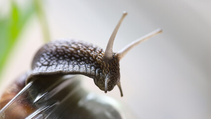 Garden snails. Large, medium and small. Close up on green leaves. Macro, concept, clean ecology.