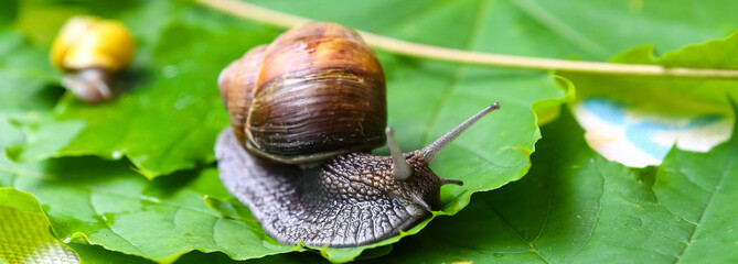 Garden snails. Large, medium and small. Close up on green leaves. Macro, concept, clean ecology.