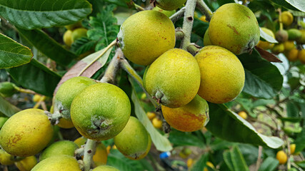 비파나무에 열린 비파 열매