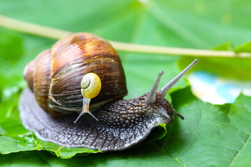 Garden snails. Large, medium and small. Close up on green leaves. Macro, concept, clean ecology.