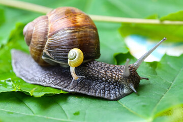 Garden snails. Large, medium and small. Close up on green leaves. Macro, concept, clean ecology.