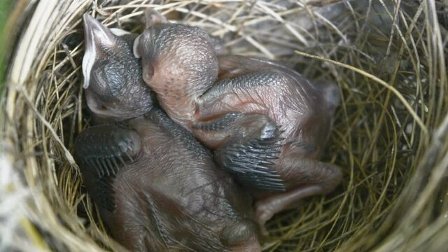New born bird without feathers. Birds sleeping in nest . close up.