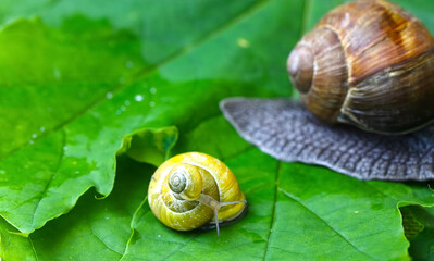 Garden snails. Large, medium and small. Close up on green leaves. Macro, concept, clean ecology.