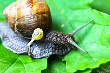 Garden snails. Large, medium and small. Close up on green leaves. Macro, concept, clean ecology.