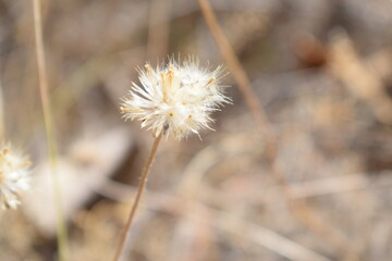 Achenes of tridax daisy OR coatbuttons flower OR Tridax procumbens containing dried seeds.Gujarat,India