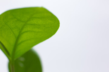 green growth on a white background macro Space for text.