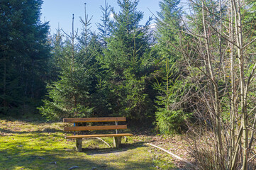 A bench in a forest glade.