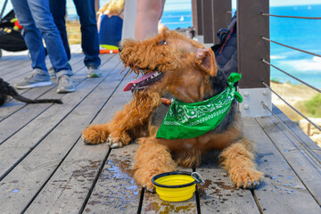 Airedale Terrier dog drinking water in the park