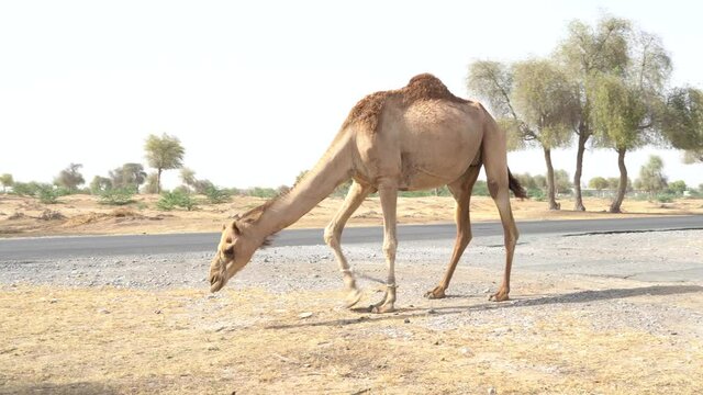 Camel Crossing: A dromedary camel (Camelus dromedarius) along the roadside with cars driving past on the street.