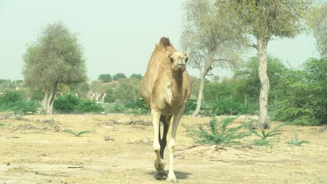 Close up of a dromedary camel (Camelus dromedarius) walking towards camera in the desert and.	