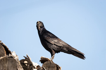 rook on a log