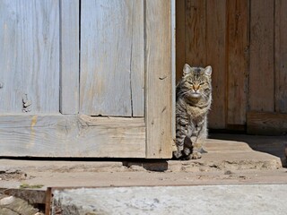 Cats on the doorstep of an old country house.