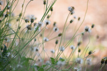 Achenes of tridax daisy OR coatbuttons flower OR Tridax procumbens containing dried...