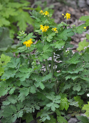 Flowering Chelidonium majus