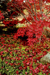 Red maples in late Fall, South Korea