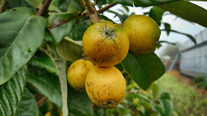 비파나무에 열린 비파 열매