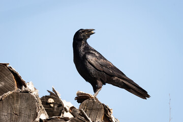 rook on a log
