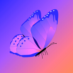 vector illustration of a butterfly